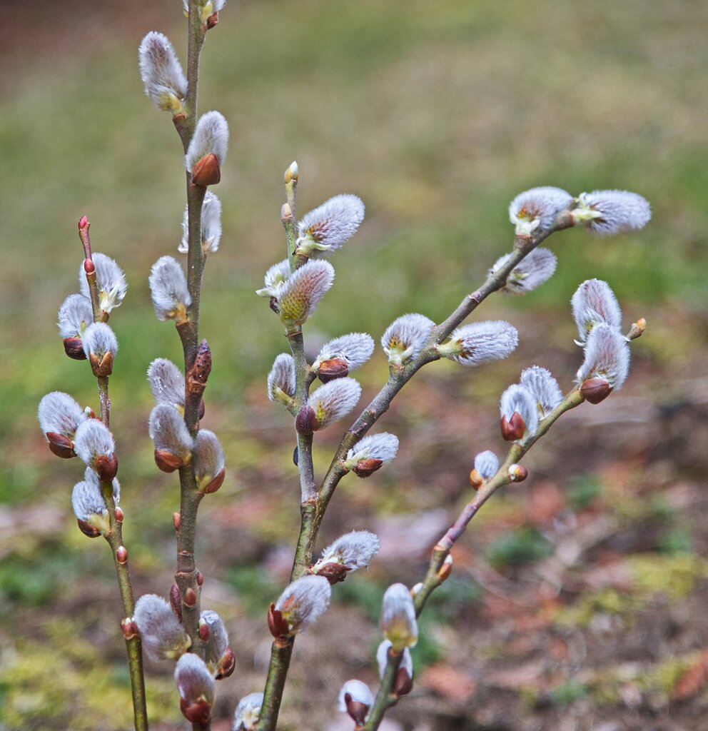 amira karam add stroking buds image