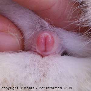 deborah castellanos add rabbit pussy photo