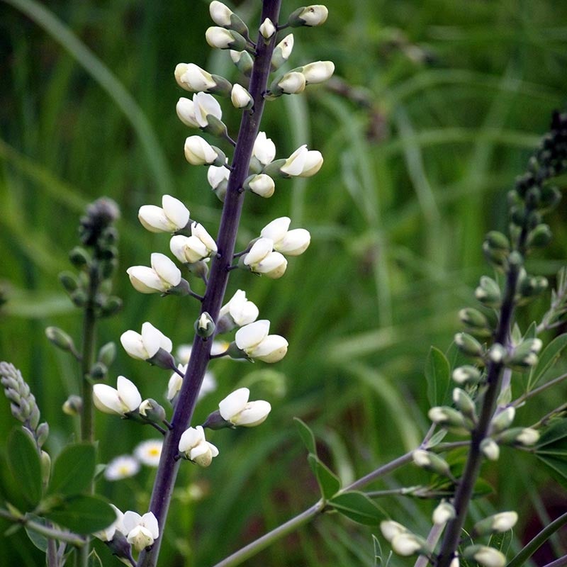 brent boyd add what happened to indigo white photo