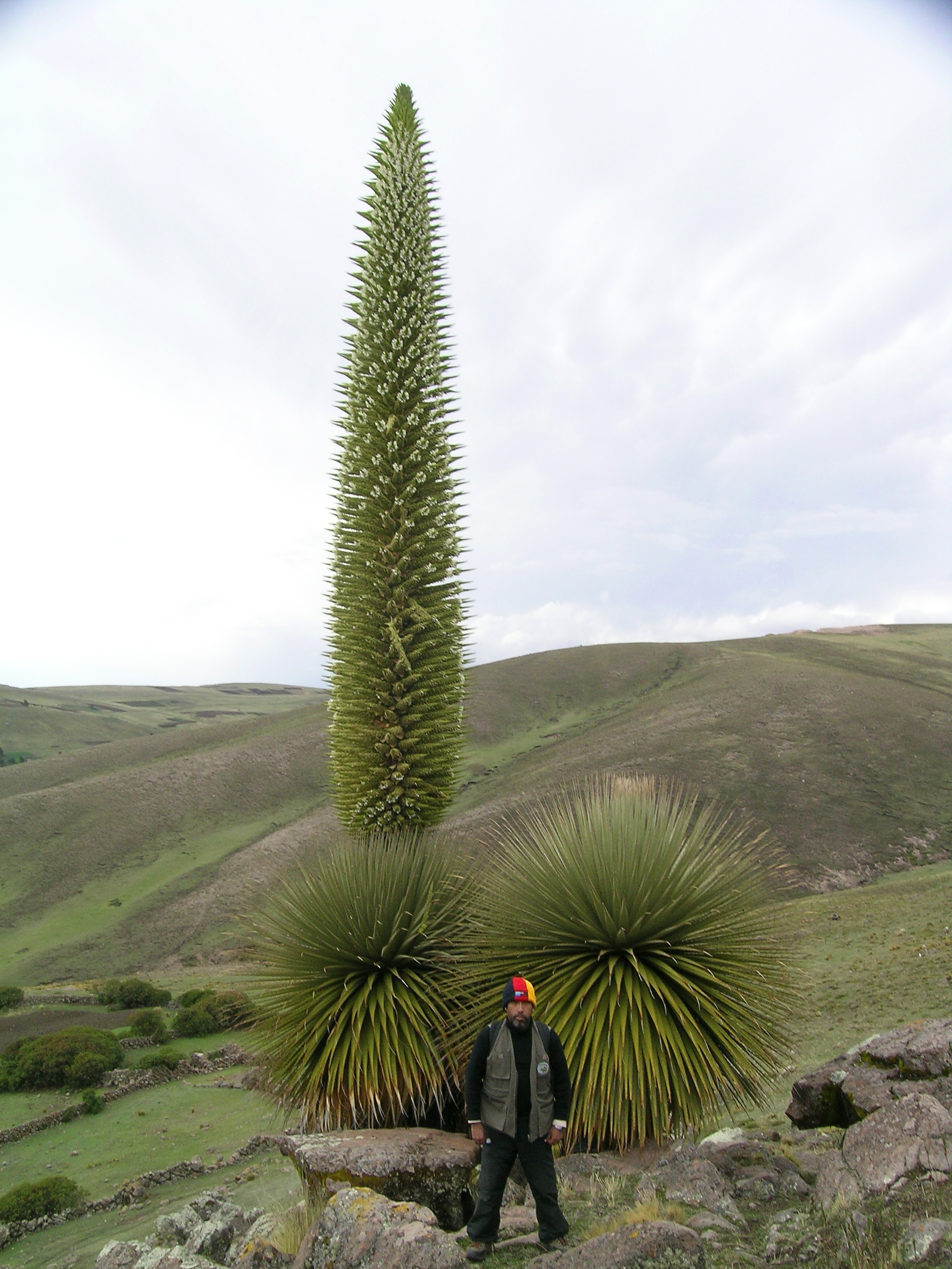 celie williams add puta peru photo