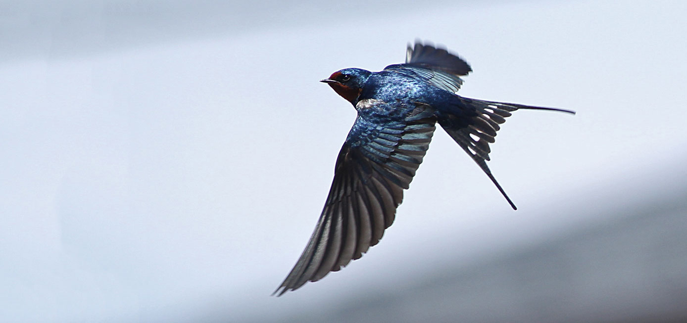 anjie brown add amateur swallows photo