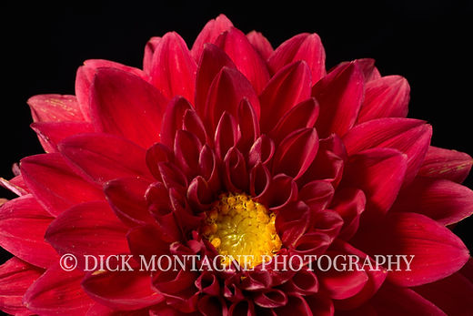 christian garces add dahlia red pov photo