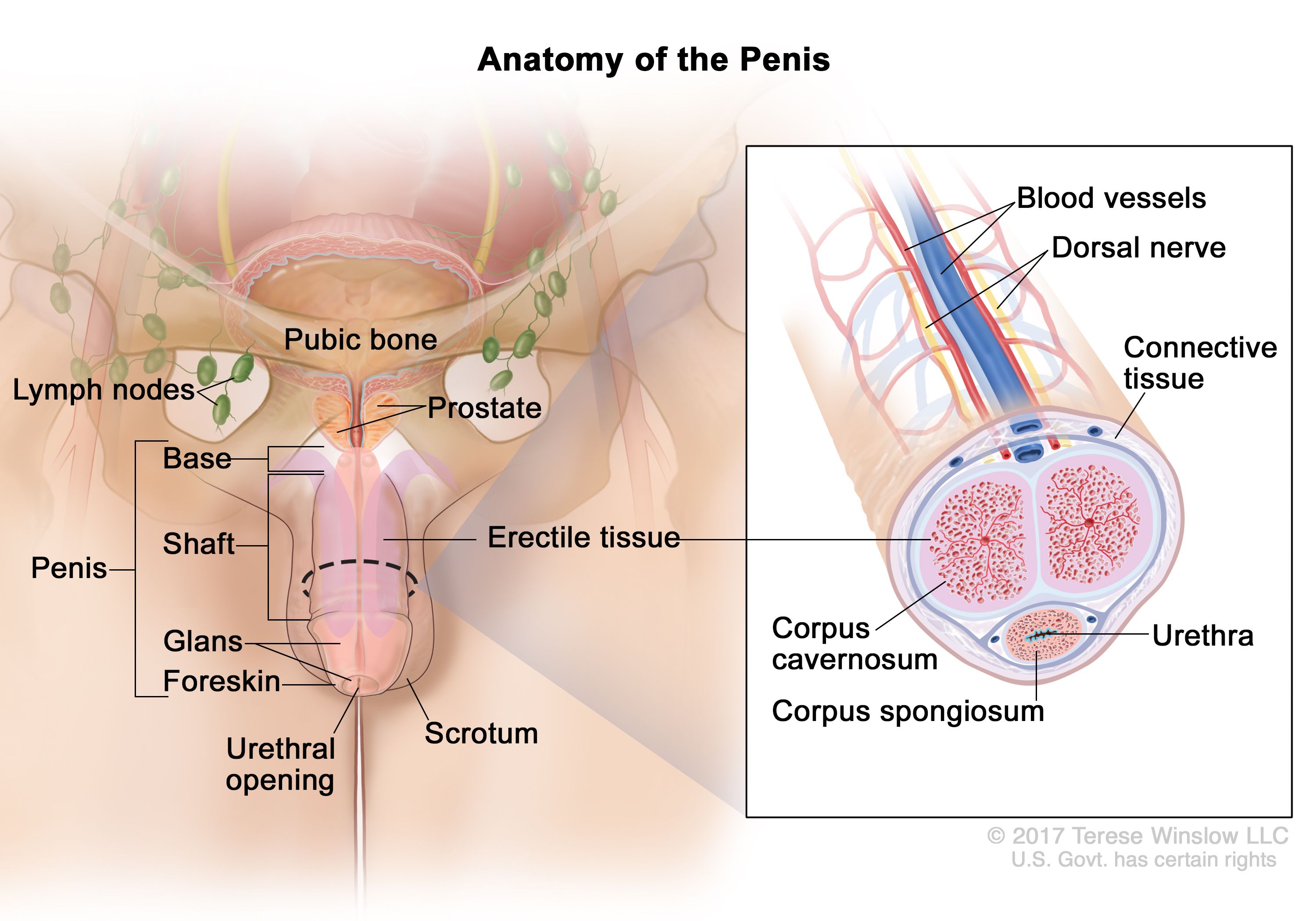 brandon vestal add how to lick a pennis photo