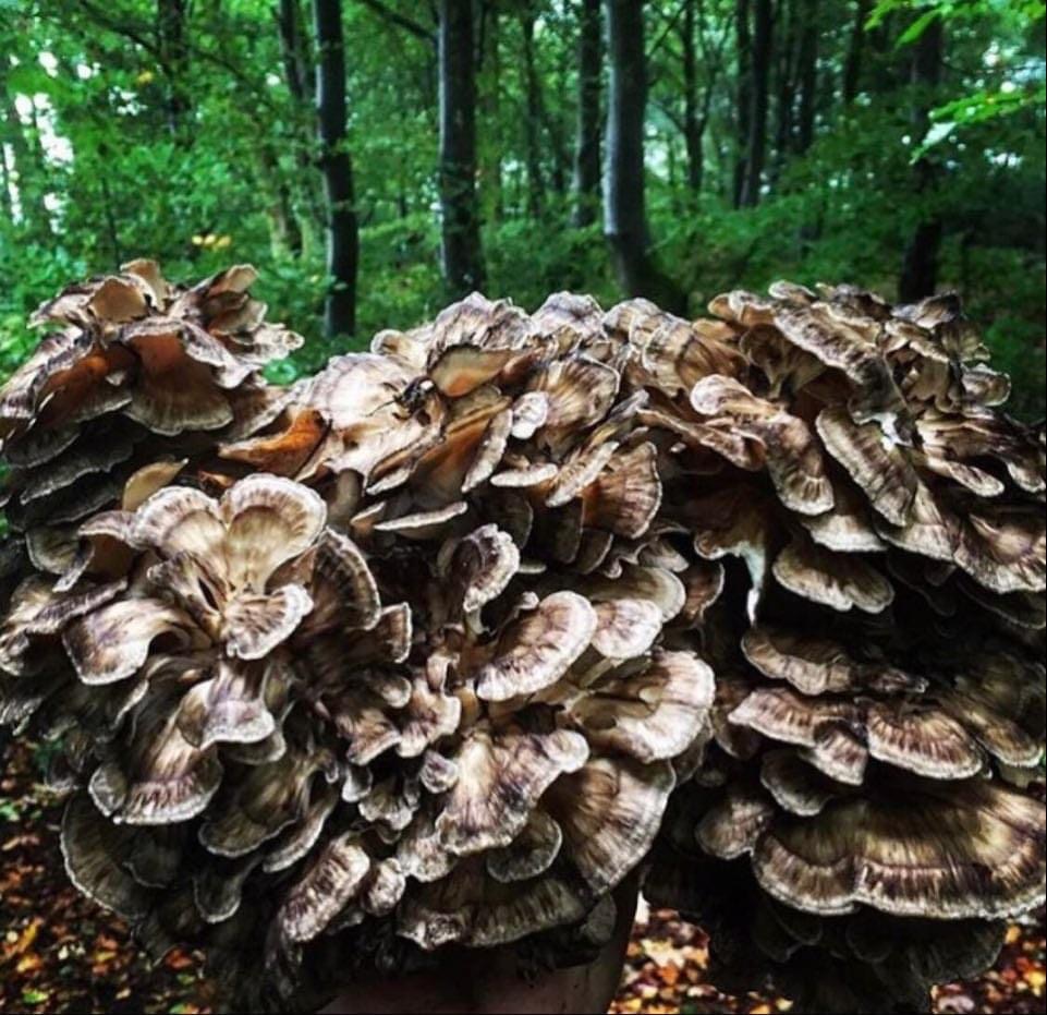 deborah coffey add huge mushroom head photo