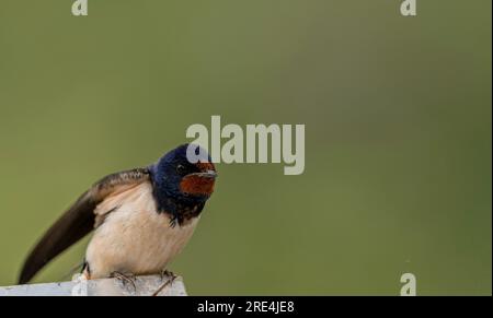 bryce lapine add mature swallows photo