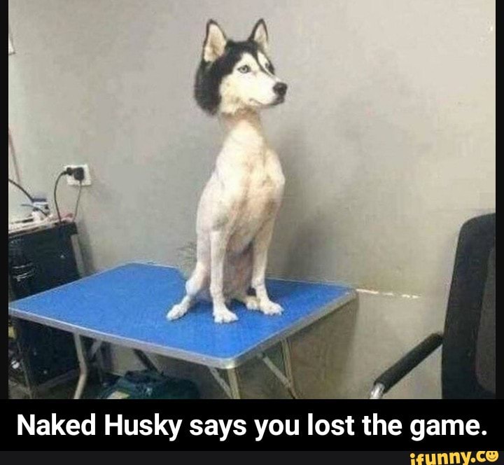 angelo franklin vieyra add naked husky photo